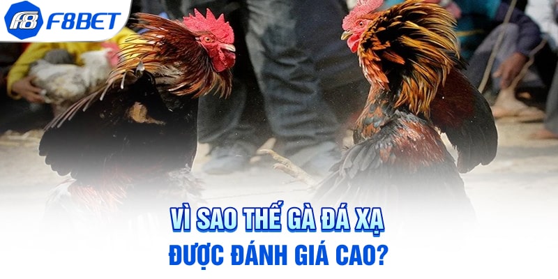 Vì sao thế gà đá xạ được đánh giá cao?